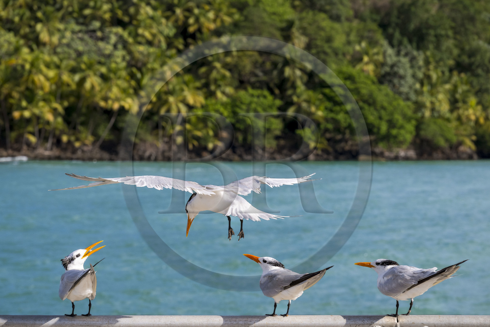 France, Guyane, Kourou, Iles du Salut, Ile Royale, sterne royale (Thalasseus maximus)