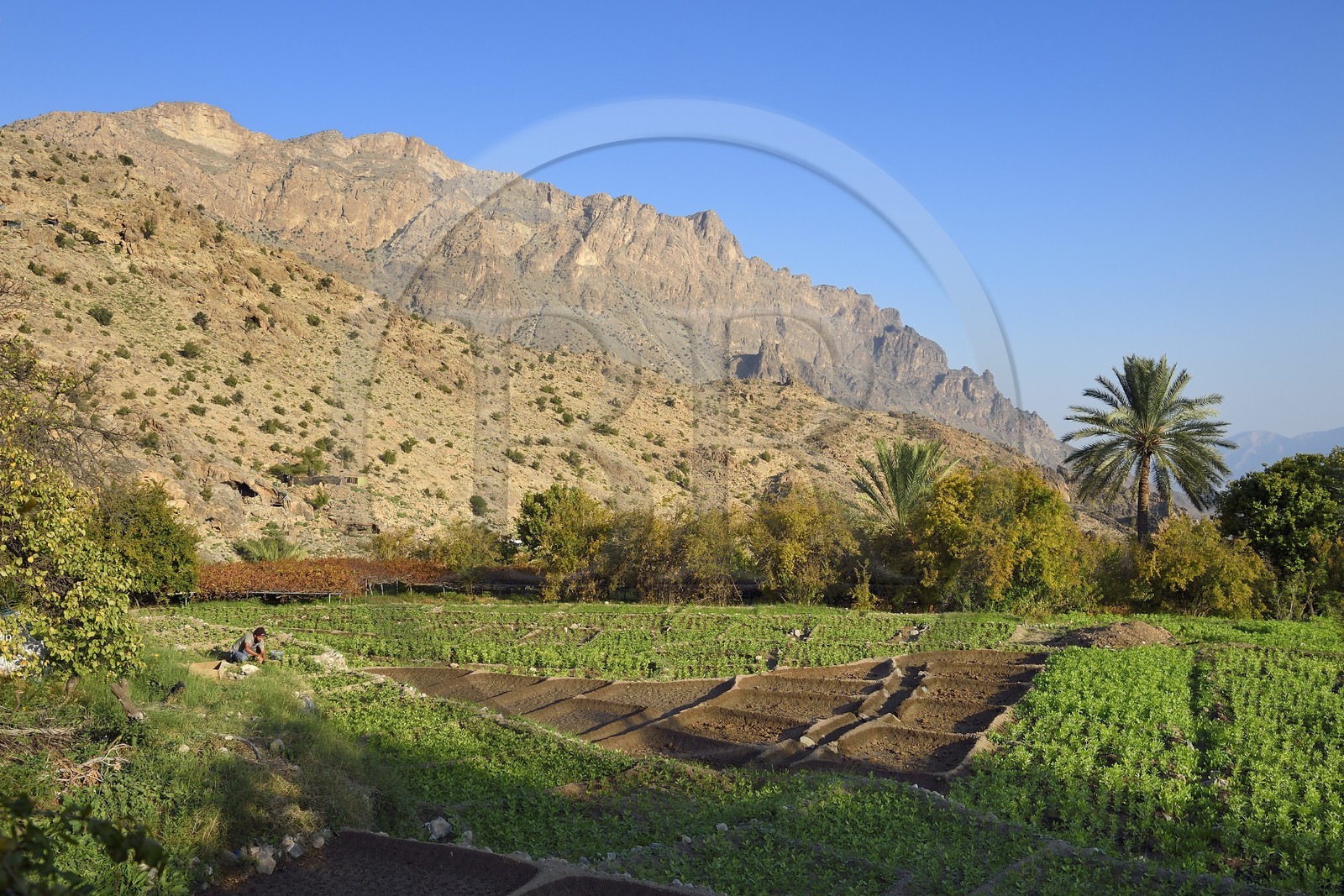 Sultanate of Oman, South Batinah Governorate, Western Hajar, Wadi Mistall, Wakan (Wukan) village, terrace cultivation above the village of Wakan (Wukan), fields of beans and lentils