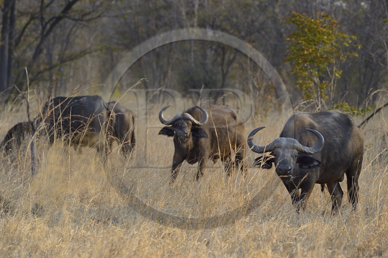 Zimbabwe, Matabeleland North Province, Hwange National Park, african buffalo (Syncerus caffer)