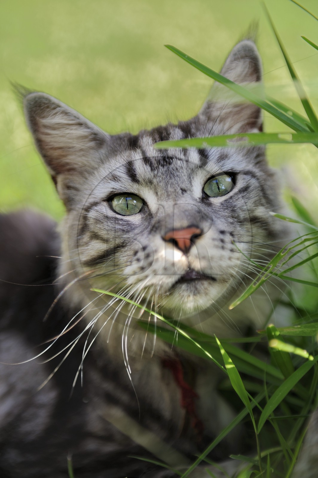 France, Ile de la Reunion, chat Main coon