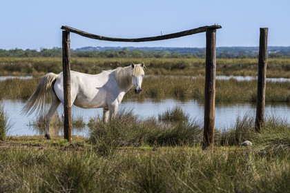 France, Gard (30), Aigues-Mortes, Saint-Laurent-d'Aigouze, cheval camarguais dans la Petite Camargue