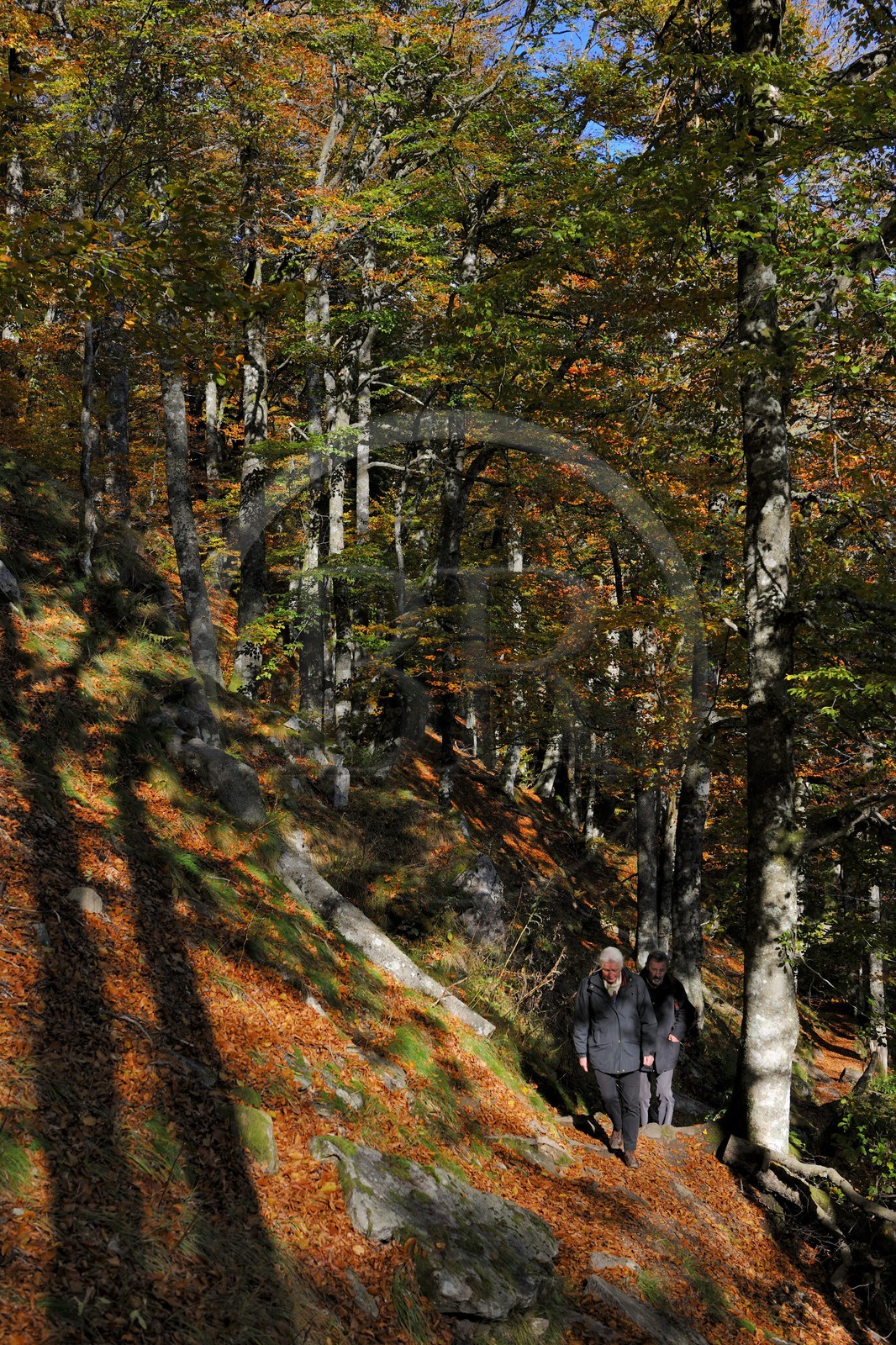 France, Haut-Rhin (68), la route des Crêtes, réserve naturelle de Tanet-Gazon-du-Faing,  randonneurs dans la forêt vosgienne sur le flan est