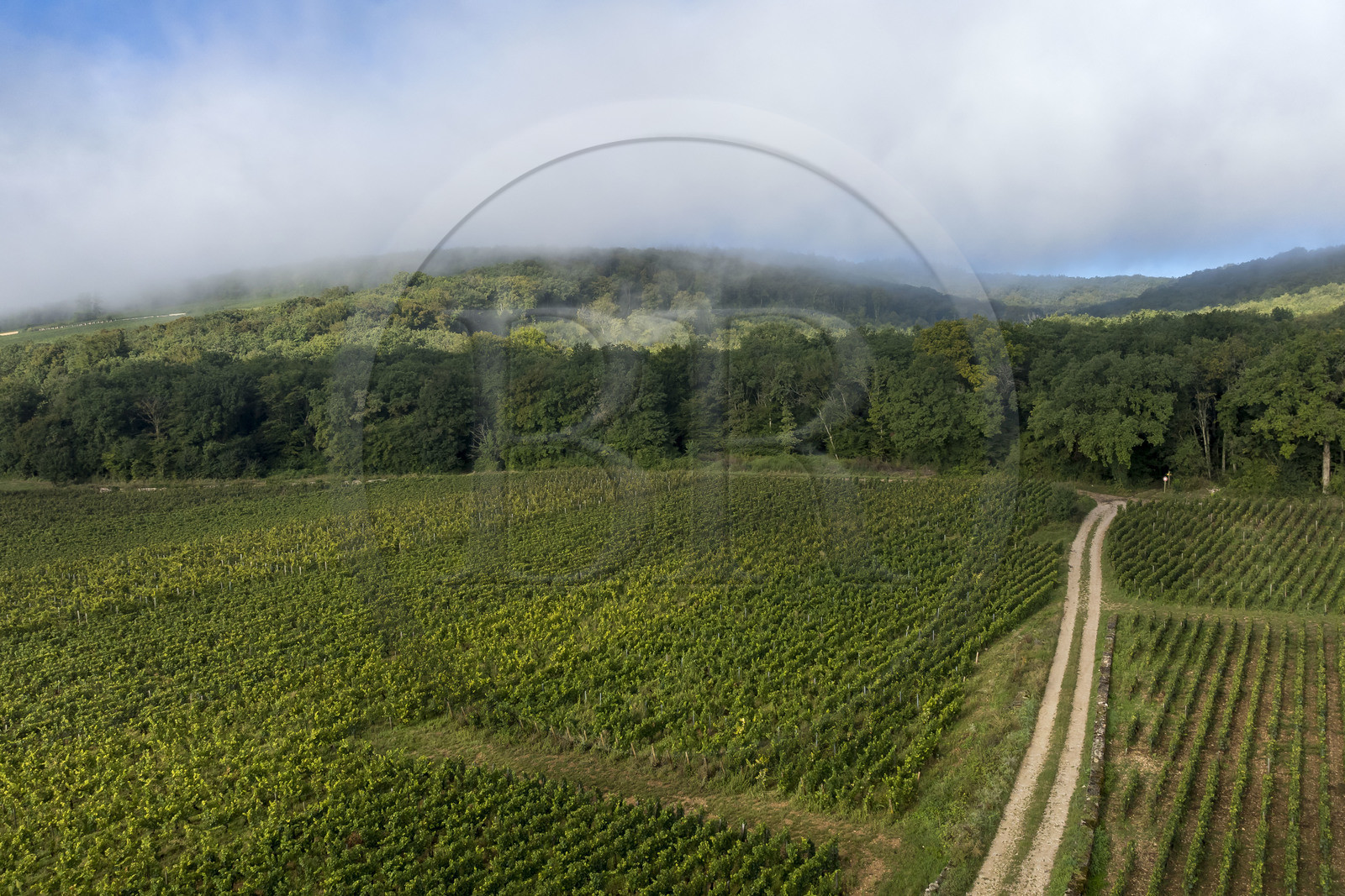 France, Côte-d'Or (21), Paysage culturel des climats de Bourgogne classés Patrimoine Mondial de l'UNESCO, Route des Grands Crus, vignoble de la Côte de Nuits à Gevrey-Chambertin sous les brumes du petit matin