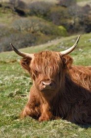 Royaume-Uni, Ecosse, Highland, Hébrides intérieures, Ile de Mull, vache de race Highland