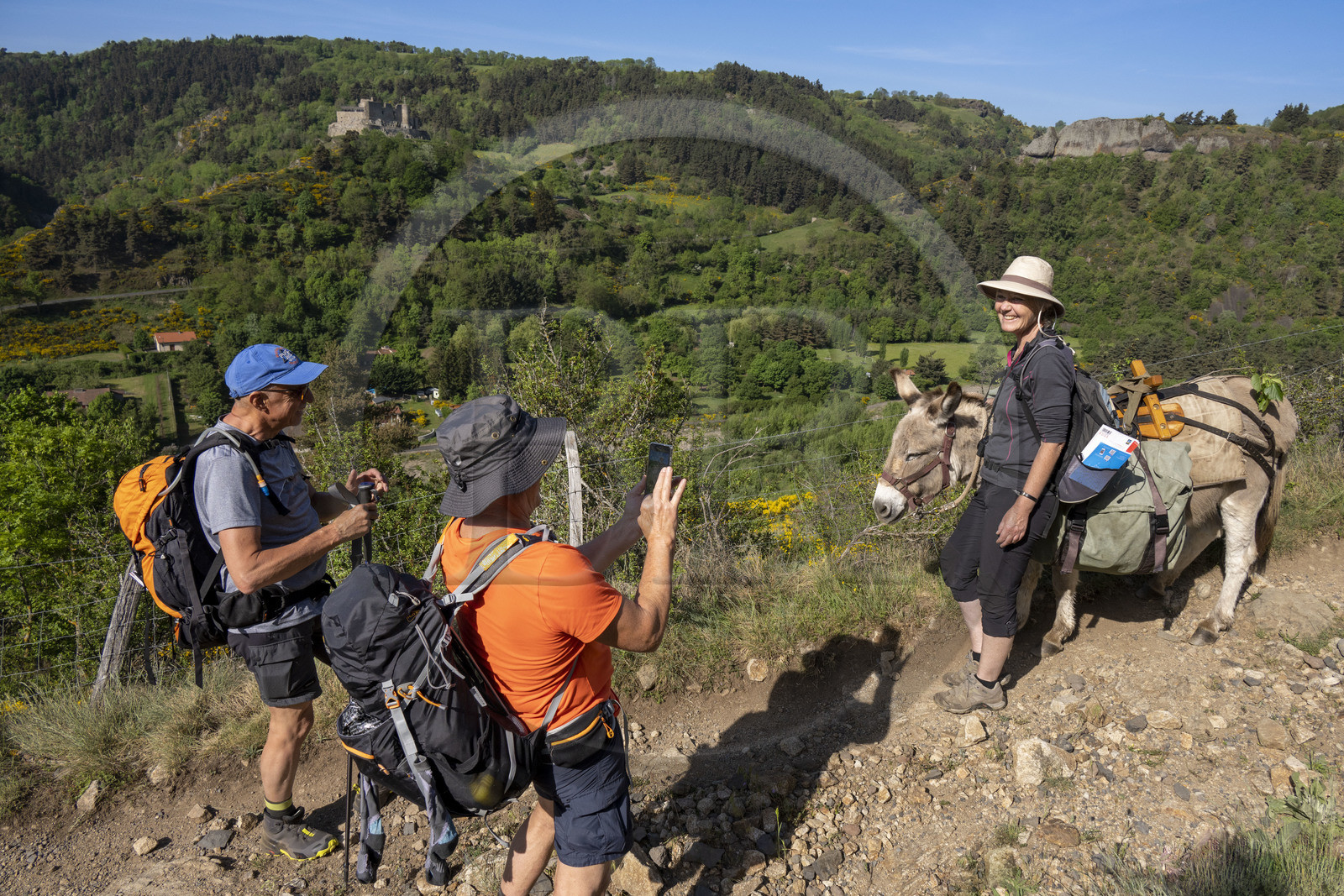France, Haute-Loire (43), Goudet, le chateau de Beaufort construit vers 1200 domine la vallée de la Loire, randonnée avec un âne sur le chemin de Stevenson (GR 70)