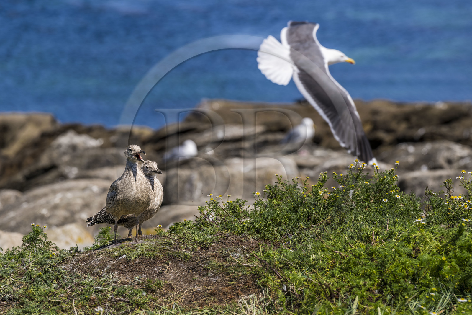 France, Finistère, Abers Country (Pays des Abers), Ile Vierge (Virgin Island) in the Lilia archipelago, many gulls populate the island during the nesting period