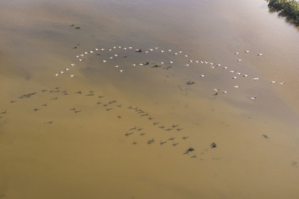 France, Gard (30), la Petite Camargue vers Aigues-Mortes, vol de flamants roses (Phoenicopterus roseus) (vue aérienne) France, Gard, the Petite Camargue towards Aigues-Mortes, flight of pink flamingos (Phoenicopterus roseus) (aerial view)