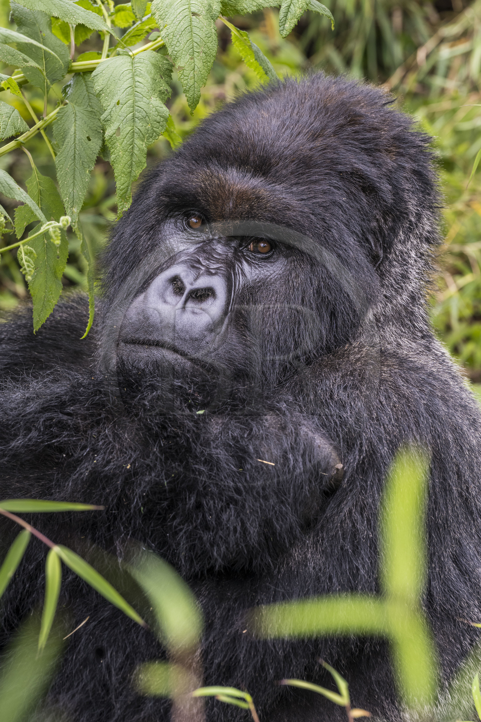 Rwanda, Province du Nord, Parc National des Volcans dans la chaine des Monts Virunga, mont Karisimbi, gorille des montagnes (Gorilla beringei beringei), dos argenté (silverback) nommé Impuzamahanga qui est le male dominant du groupe Susa