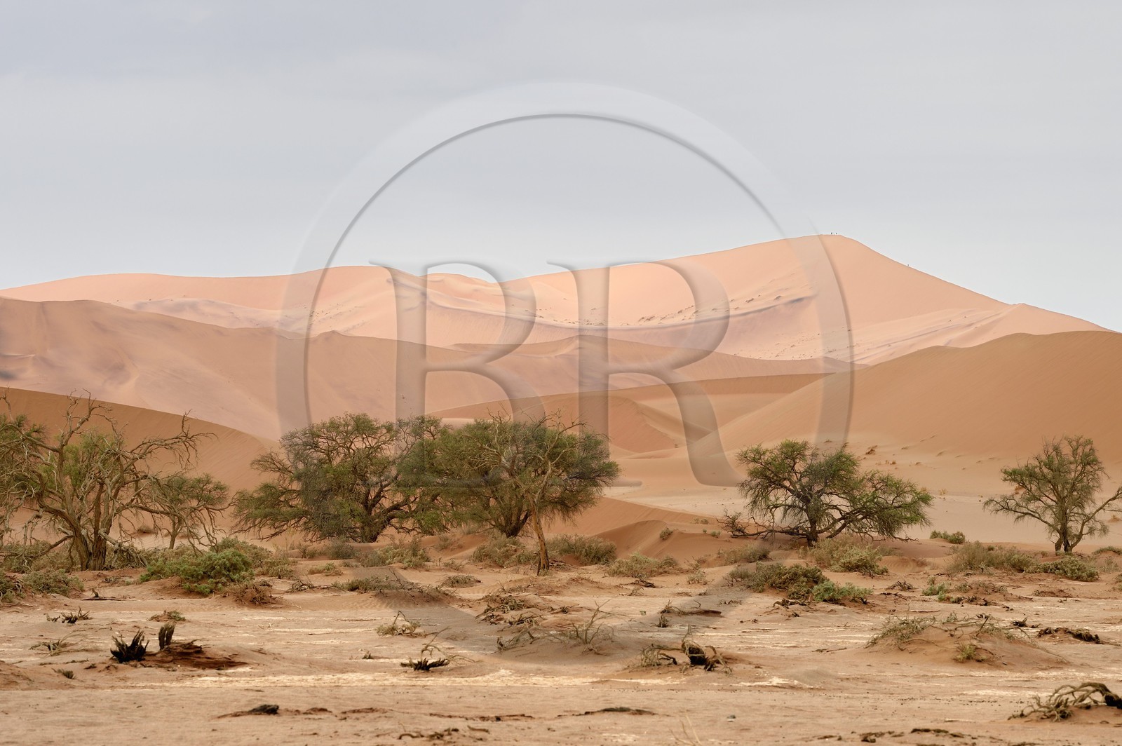 Namibie, région d'Hardap, désert du Namib, parc national du Namib-Naukluft, Erg du Namib classé Patrimoine Mondial de l'UNESCO, dunes de Sossusvlei