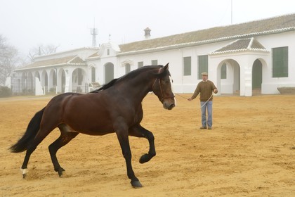 Espagne, Andalousie, province de Séville, Utrera, Finca El Pinganillo, le haras de la propriété, entrainement d'un Pure race espagnole ou PRE (Pura Raza Espanola)