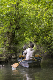 France, Vendée (85), Parc Interrégional du Marais Poitevin labellisé Grand Site de France, Maillezais, batelier effectuant une promenade en barque dans les conches sur les affluents de l'Autise