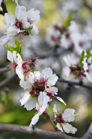 France, Bouches-du-Rhône (13), Marseille, l'Estaque, amandier en fleurs