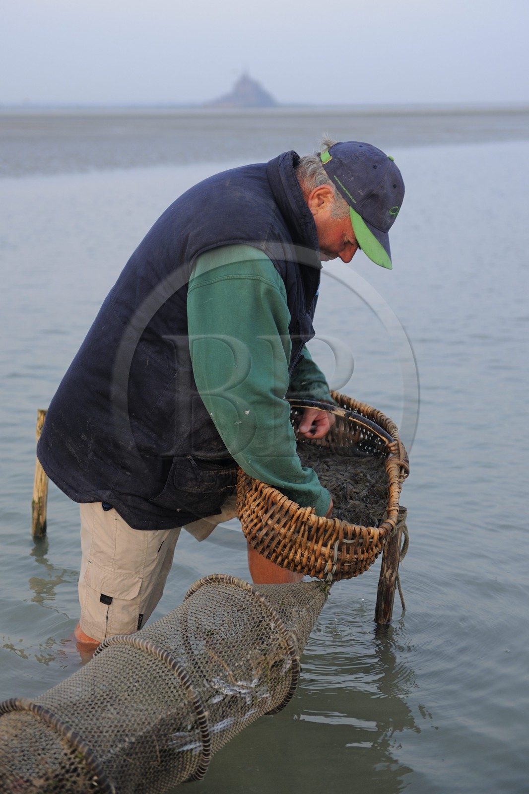 France, Manche (50), Baie du Mont-Saint-Michel, le pêcheur de grève Guy Jugan relevant ses filets de crevettes grises à l'aube