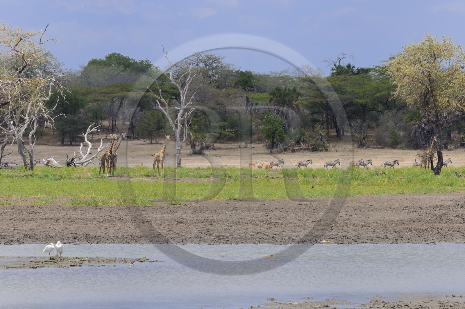 Tanzanie, Reserve de gibier de Selous une des plus grandes zones protégées au monde et inscrite sur la liste du patrimoine mondial de l’Unesco depuis 1982, girafes (Giraffa camelopardalis) et zèbres (Equus burchelli) en bordure de la rivière Rufiji
