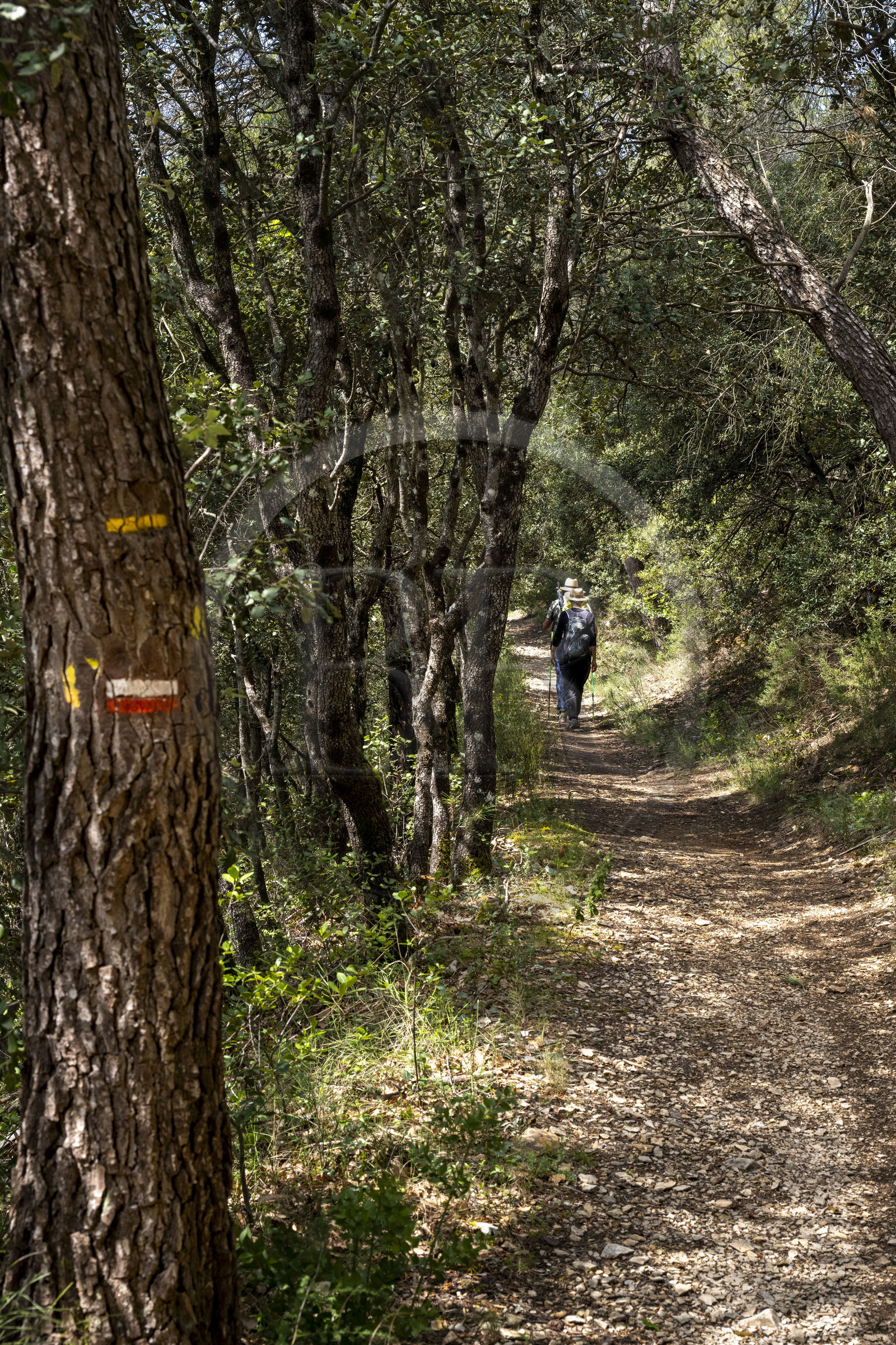 France, Vaucluse (84), Dentelles de Montmirail, Séguret, randonneurs sur le GR de Pays dans la forêt du Massif