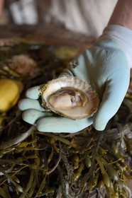 Sweden, Västra Götaland, Grebbestad, Everts Sjöbod (Evert's Boathouse) oyster farm