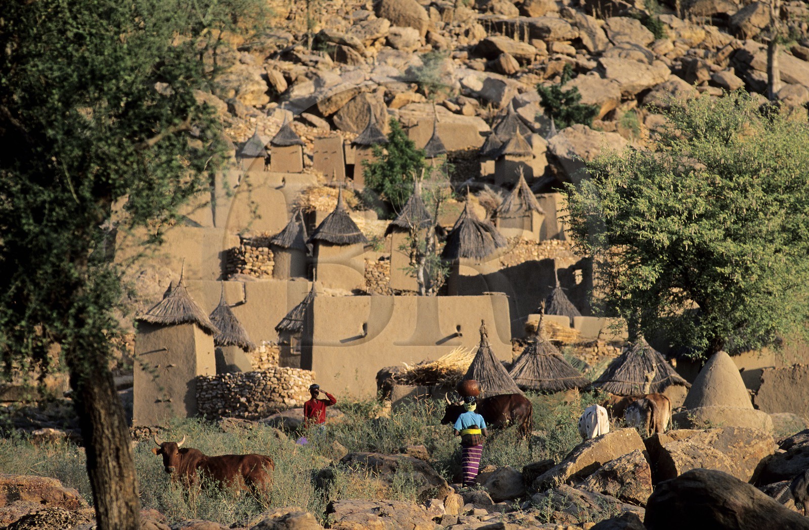 Mali, pays Dogon, falaise de Bandiagara, classé Patrimoine Mondial de l'UNESCO, village de case de Tereli
