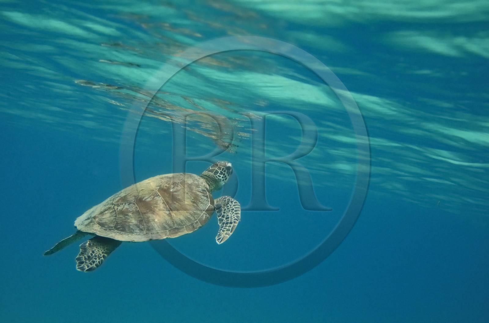 France, Ile de Mayotte, Grande-Terre, Kani-Keli, plage de N’Gouja, tortue (de mer) verte (Chelonia mydas)