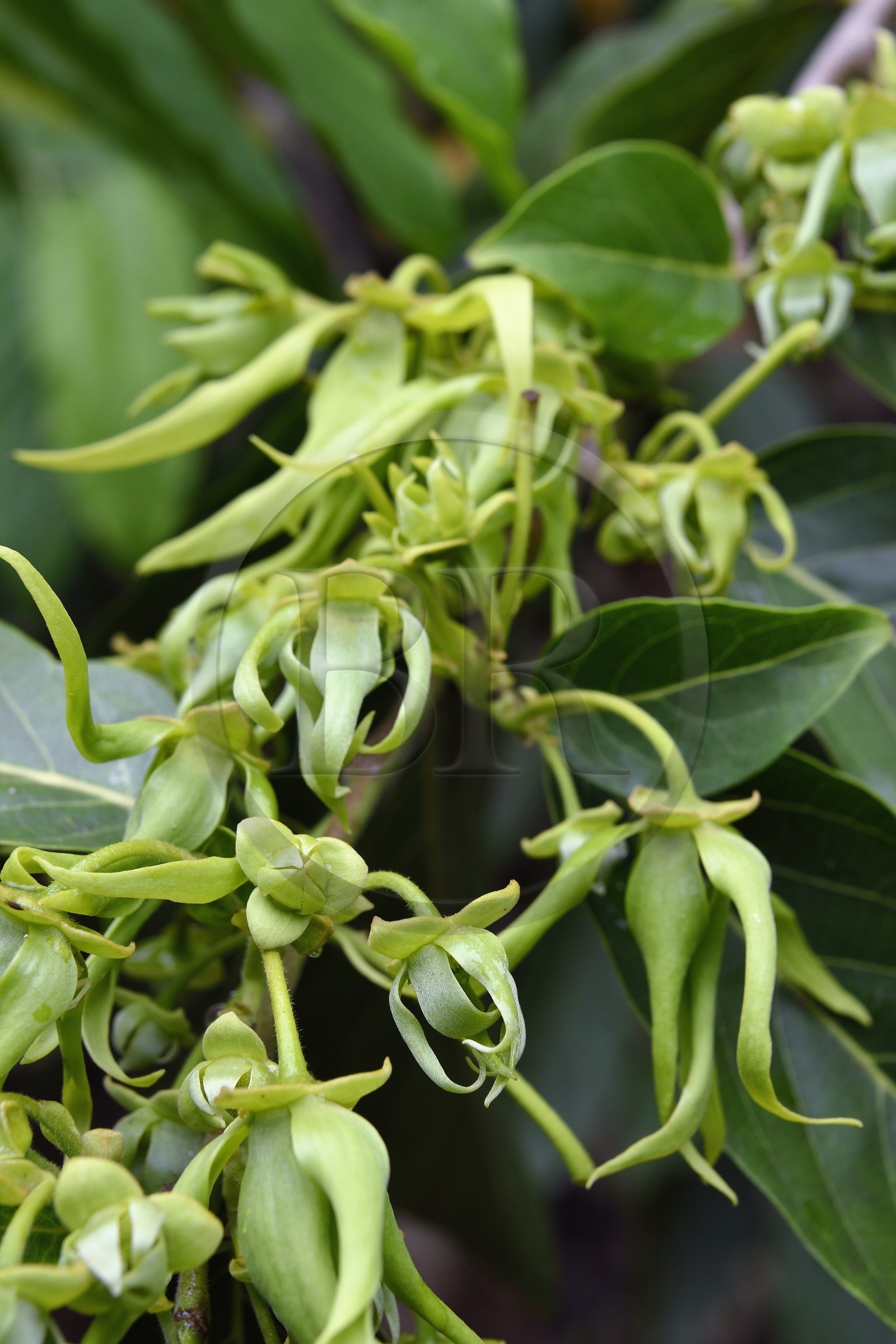 France, Ile de Mayotte, Grande-Terre, Ouangani,