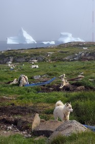 Greenland, west coast, Disko Island, Qeqertarsuaq, sled dogs and icebergs in the background