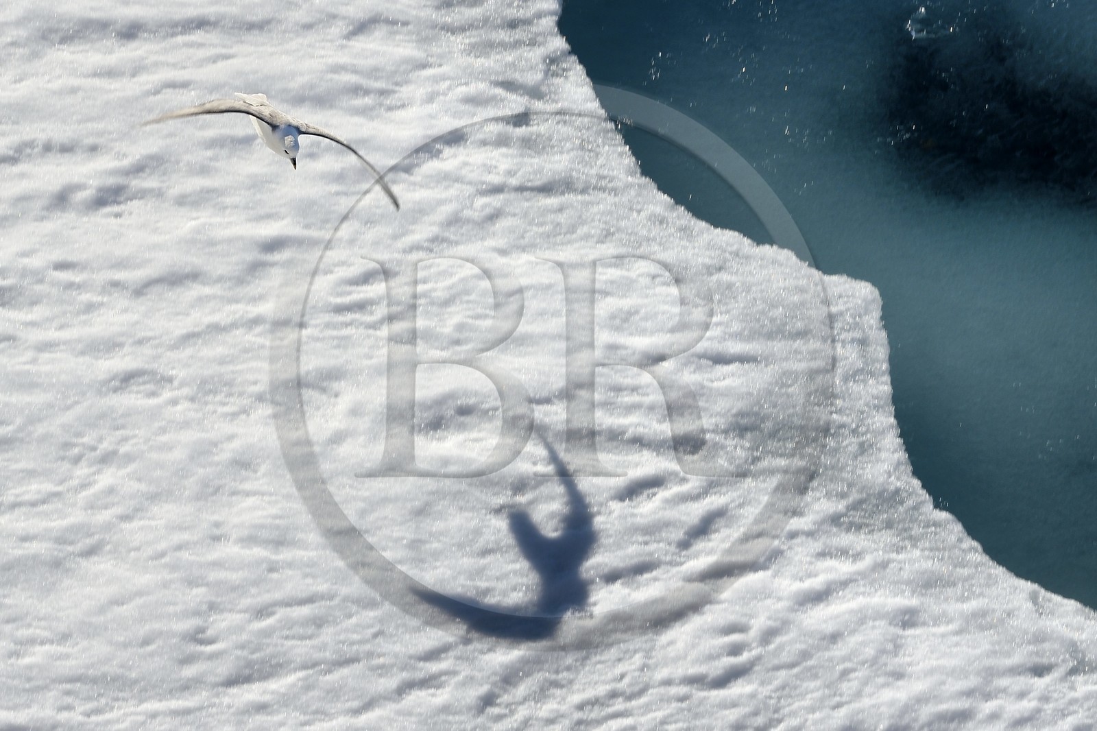 Greenland, North West coast, Smith sound, Northern Fulmar (Fulmarus glacialis) flying over the ice floe