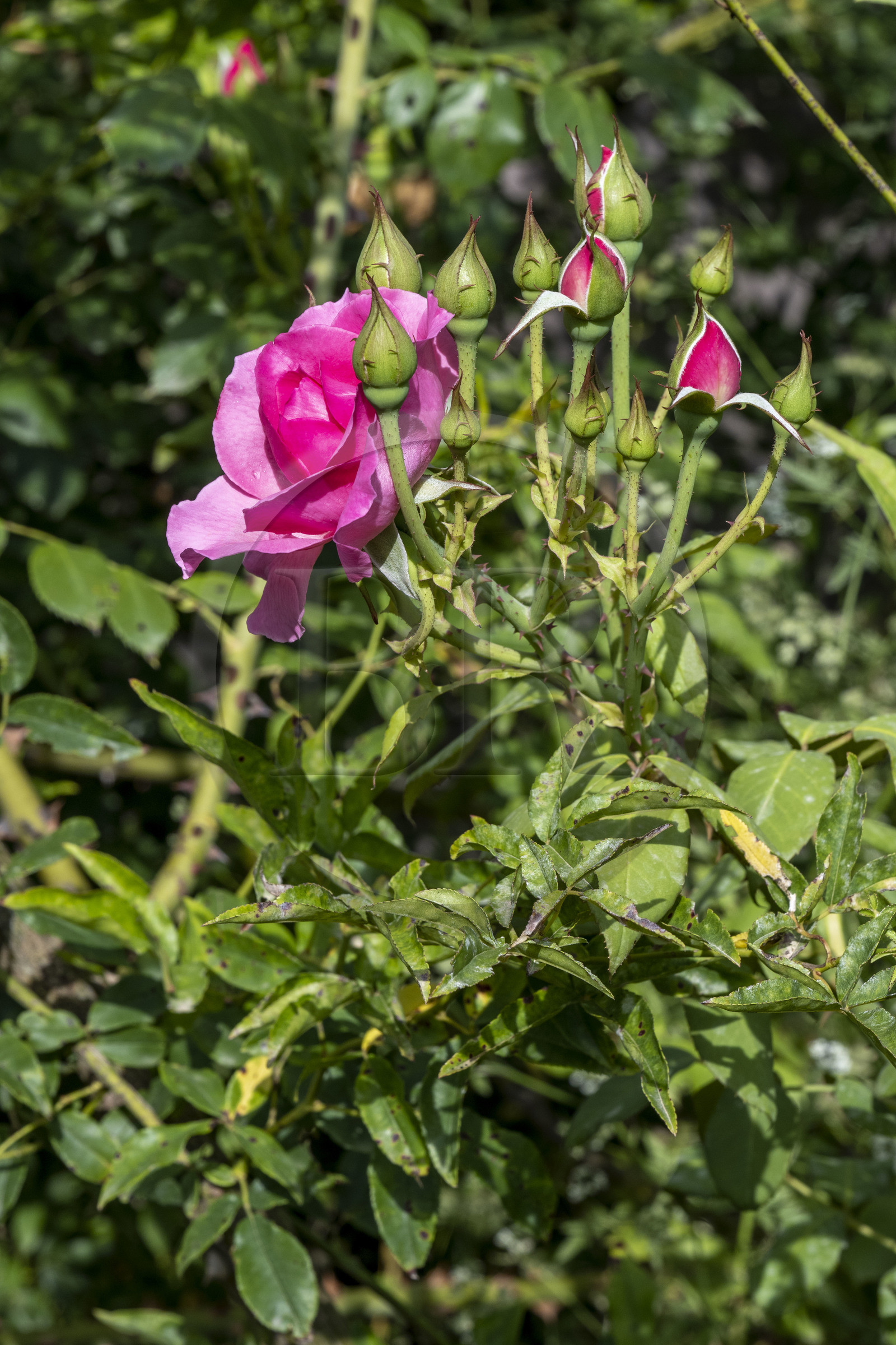 France, Alpes-Maritimes (06), Mouans-Sartoux, Jardins du Musée International de la Parfumerie​ (MIP), rose