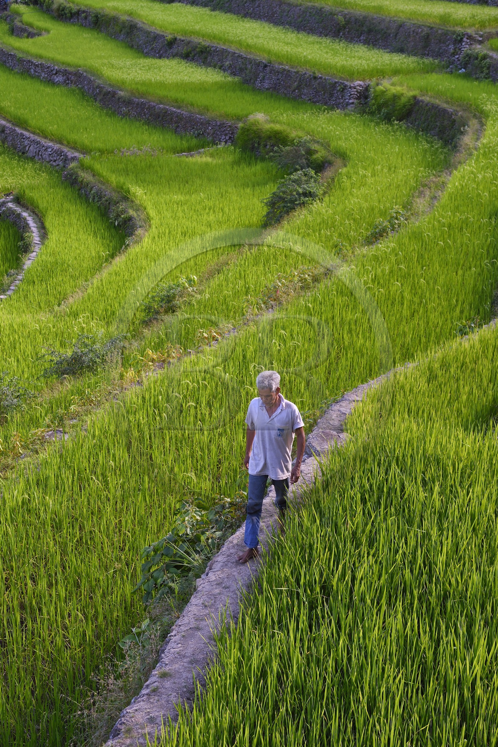 Philippines, province d'Ifugao, les rizières en terrasses de Banaue autour du village de Batad, classées Patrimoine Mondial de l'UNESCO