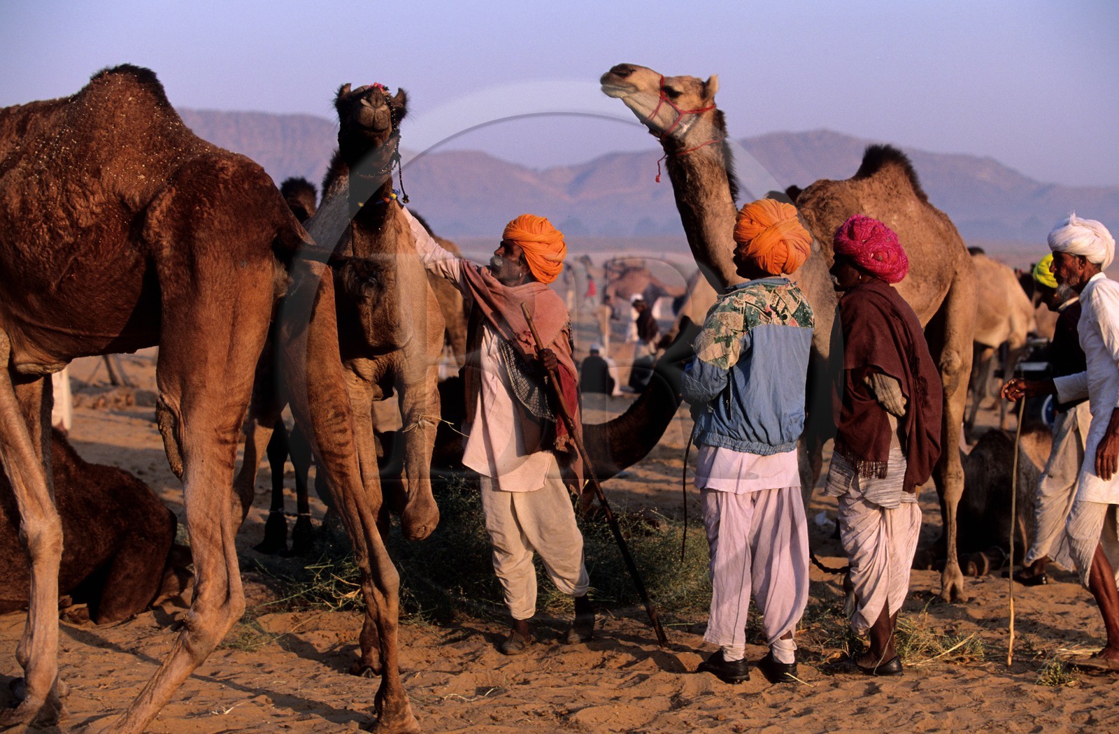 India, Rajasthan State, camel fair of Pushkar, business around and about a Drômedary