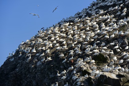 France, Cotes-d'Armor, Perros-Guirec, Sept-Iles Archipelago and bird sanctuary, Rouzic island, northern gannets colony (Morus bassanus), single point of nesting in France for more than 20,000 couples