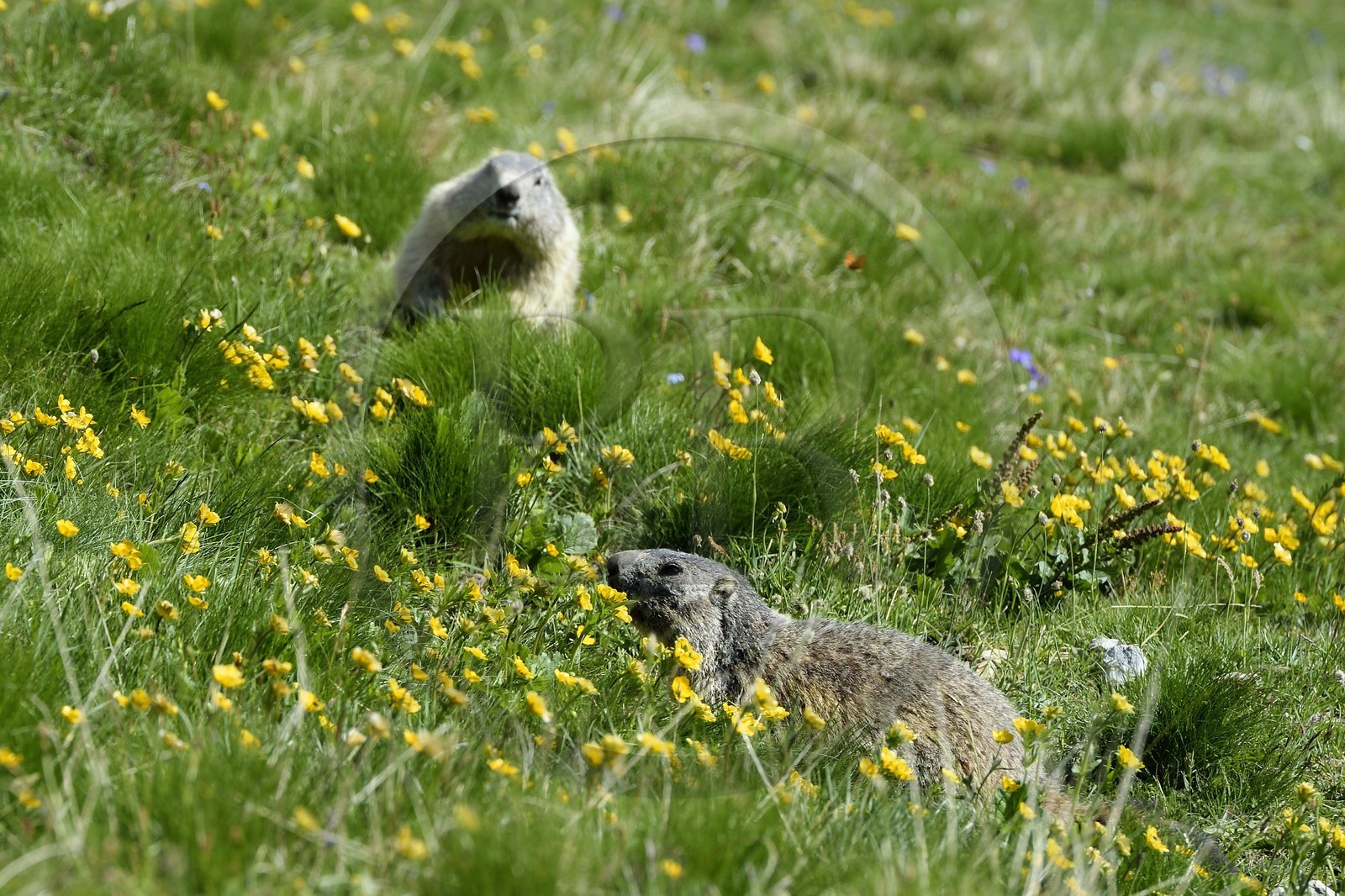 France, Alpes-de-Haute-Provence (04), Uvernet-Fours, parc national du Mercantour, vallée de l'Ubaye, col de la Cayolle (2326 m), marmotte des Alpes (Marmota marmota) sur la pelouse alpine