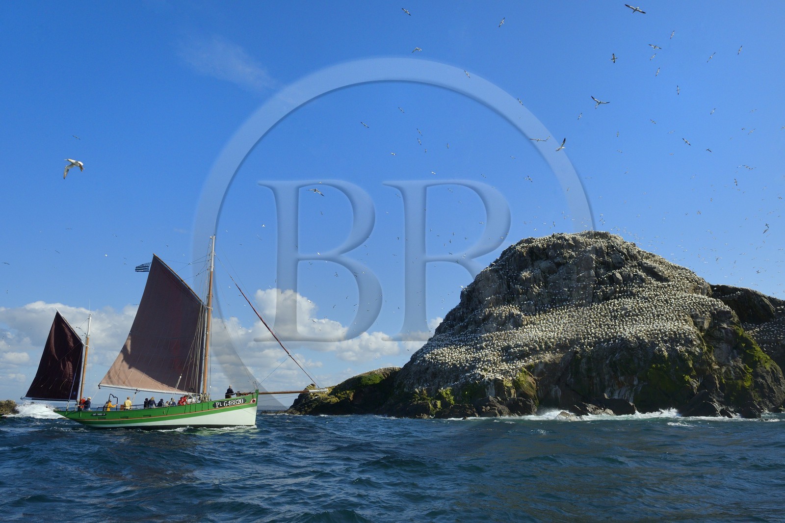 France, Cotes-d'Armor, Perros-Guirec, Sept-Iles Archipelago and bird sanctuary, the traditional sailboat Sant C'hireg (Saint Guirec) in front of Rouzic island, northern gannets colony (Morus bassanus), single point of nesting in France for more than 20,000 couples