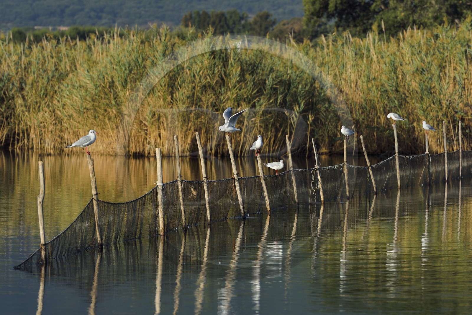 France, Haute-Corse (2B), l'étang de Biguglia (stagnu di Chjurlinu), réserve naturelle de Corse (RNC), mouettes perchées sur des pieux d'aulne