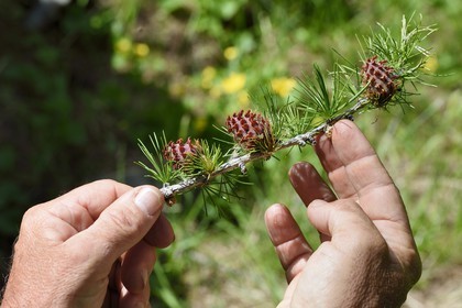 France, Alpes-Maritimes (06), parc national du Mercantour, vallée de la Valmasque, branche de Mélèze (Larix decidua) et jeunes cones femelles