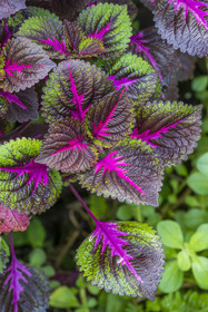 France, French Guiana, Kourou, Camp Maripas, coleus plant