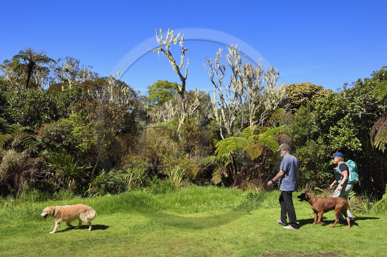France, Ile de la Reunion, Le Tampon, Foret des Hauts de Mont-Vert au dessus de la Rivière des Remparts, randonnée avec chien