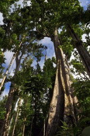 Caraïbes, Ile de la Dominique, Parc national de Morne Diablotin, chataignier dominicain (sloanea caribaea), en créol Chatannyé Ti-Fèy