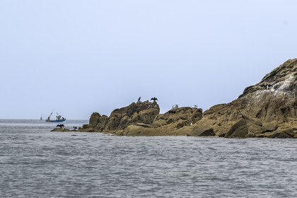 France, Finistère (29), Carantec, Réserve ornithologique des îlots de la Baie de Morlaix, Grands Cormorans (Phalacrocorax carbo) et bateau de peche
