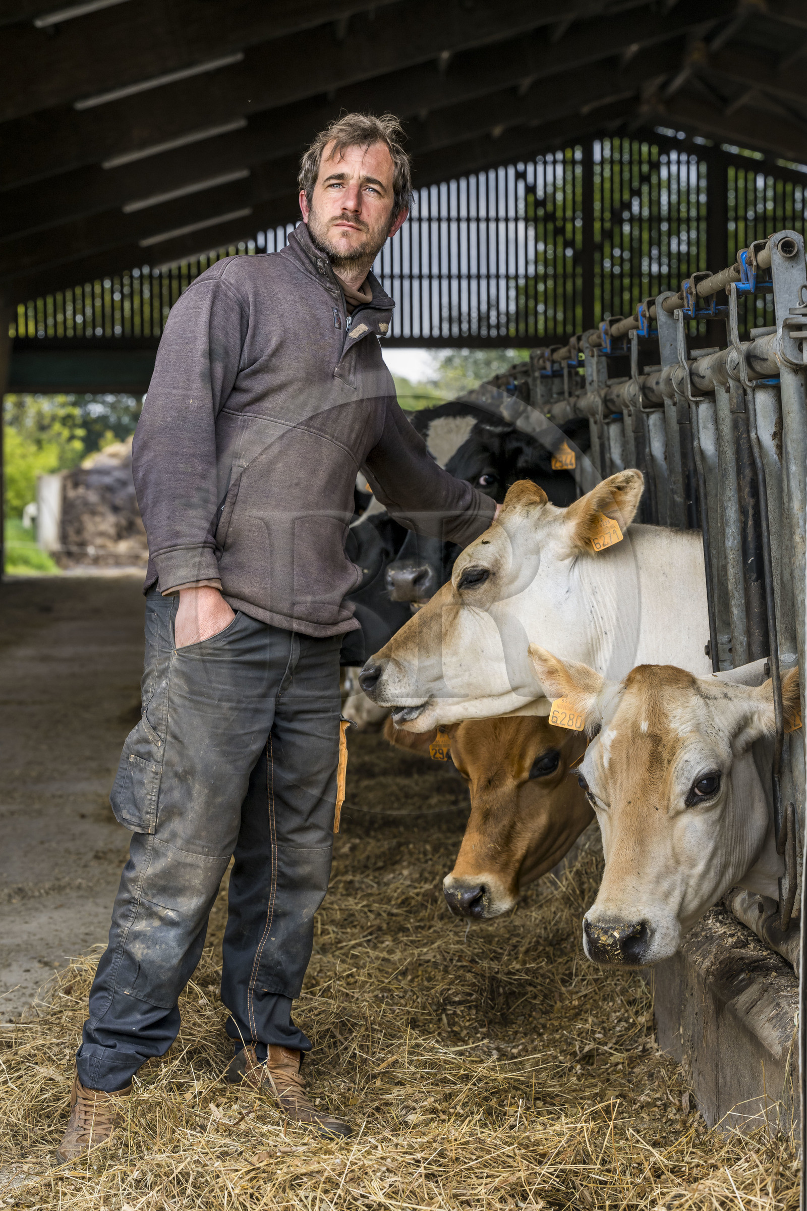 France, Vendee, Saint Mesmin, Epicoeur organic de la Rambaudière farm, Nicolas Audouin raises a herd of 70 dairy cows with his wife Charlotte