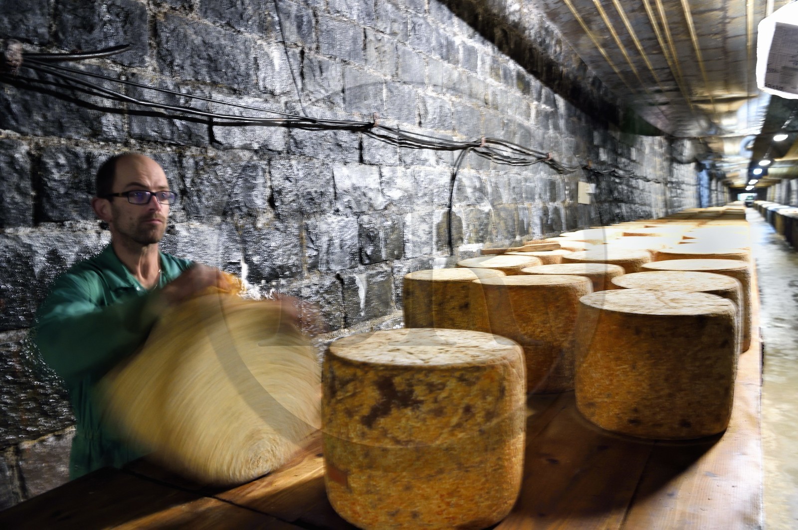 France, Cantal (15), La Chapelle-Laurent, cave d'affinage pour les fromages Marcel Charrade dans l'ancien tunnel ferroviaire de la ligne Saint-Flour - Brioude long d’un kilomètre, l'affineur Gautier Bouchet pratique le retournement des meules de fromage Cantal