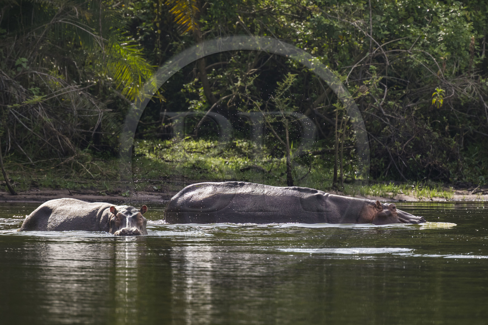 Rwanda, Akagera National Park, Lake Ihema, Hippopotamus (Hippopotamus amphibius)