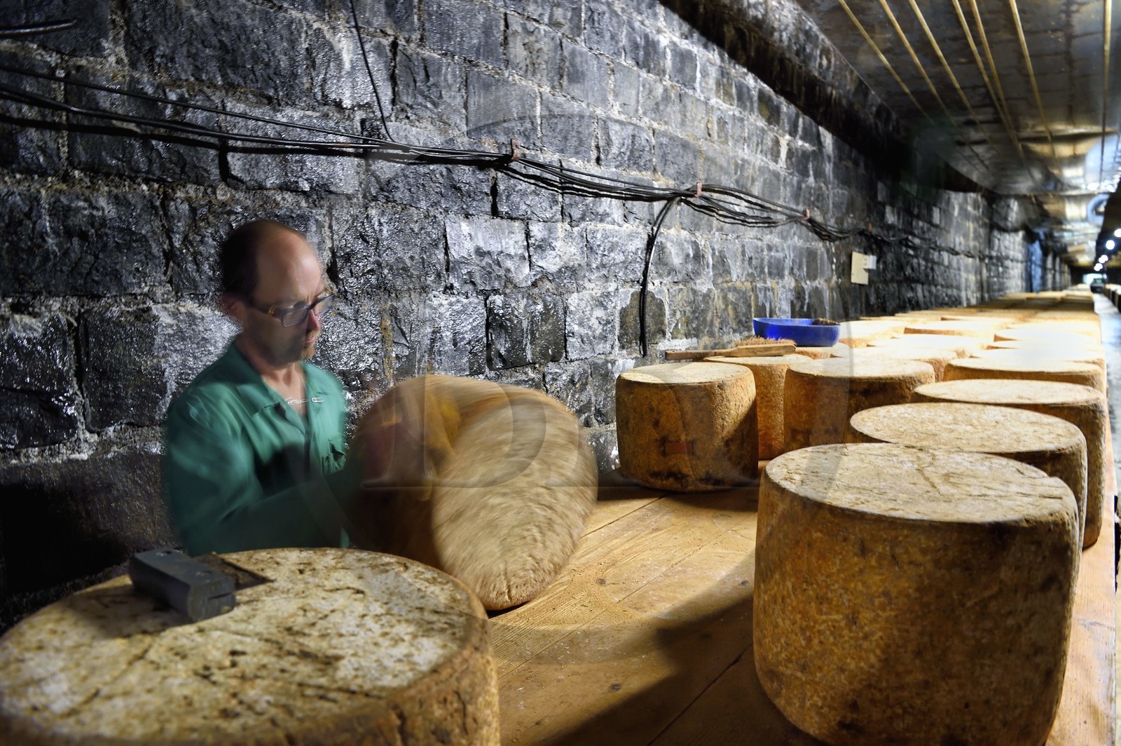 France, Cantal (15), La Chapelle-Laurent, cave d'affinage pour les fromages Marcel Charrade dans l'ancien tunnel ferroviaire de la ligne Saint-Flour - Brioude long d’un kilomètre, l'affineur Gautier Bouchet pratique le retournement des meules de fromage Cantal