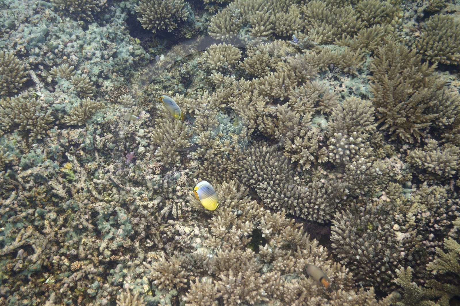 France, Ile de Mayotte, Grande-Terre, récif de corail dans la lagune face à la pointe Saziley  sur la cote Est