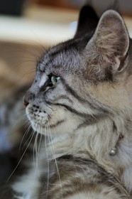 France, Ile de la Reunion, chat Main coon