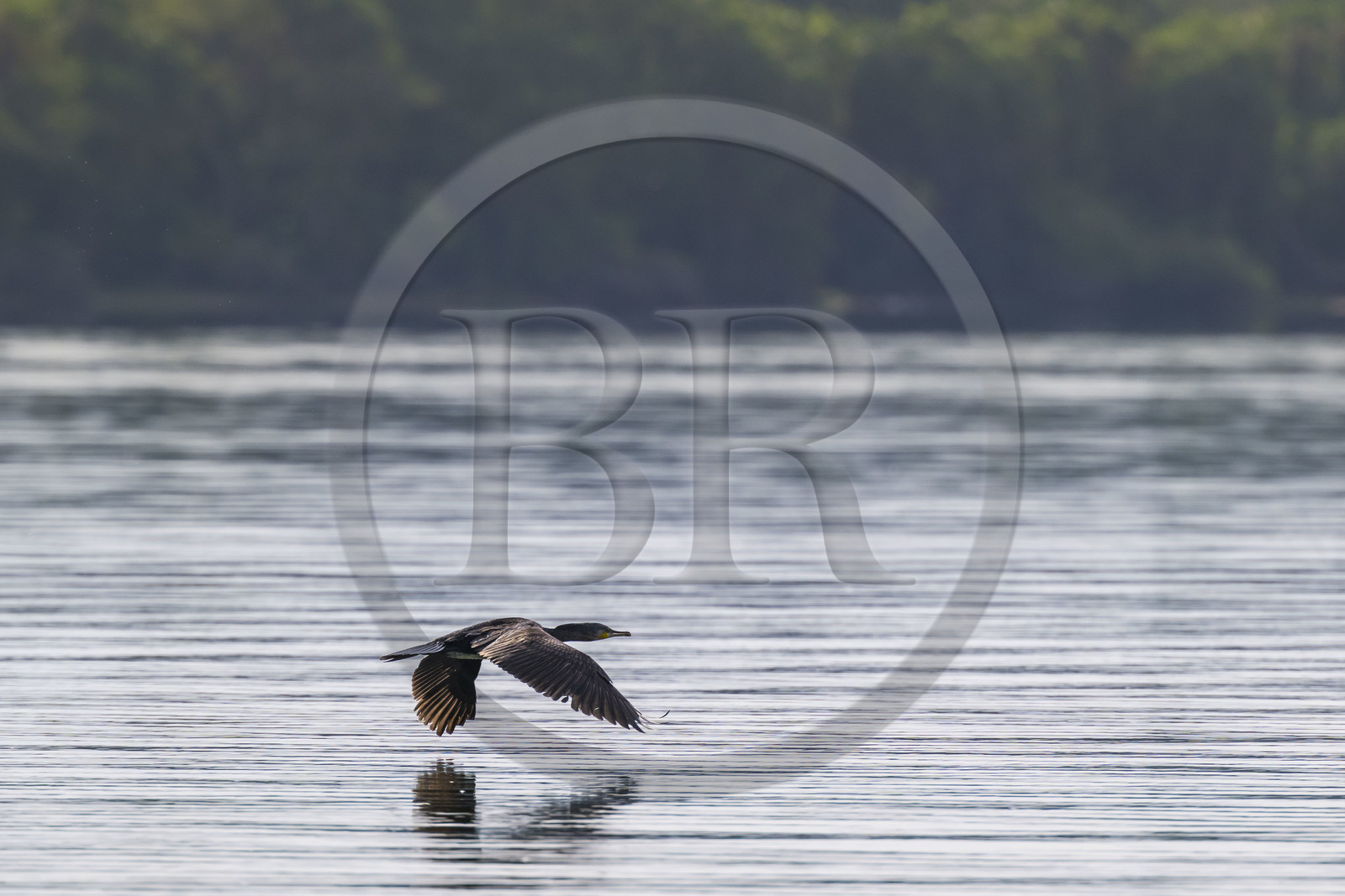 Rwanda, Parc national de l'Akagera, cormoran survolant le lac Ihema