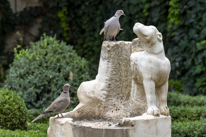 Espagne, Andalousie, Séville, la Casa de Pilatos (la maison de Pilate), palais de style mudéjar, tourterelle complice avec une statue de chien
