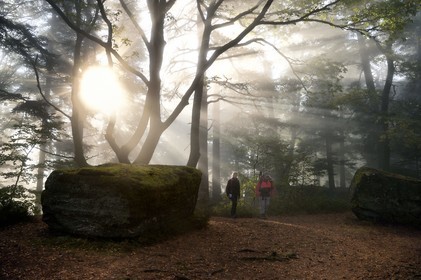 France, Bas-Rhin (67), Mont Saint-Odile, randonnée le long du Mur Païen, rocher de grès intégré au vestige d'un mur d'enceinte probablement de l'époque mérovingienne d'une longueur totale de onze kilomètres