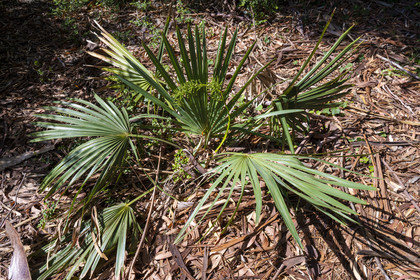 France, Alpes-Maritimes (06), Antibes, Le Jardin Botanique de la Villa Thuret (rattachée à l'INRAE), labellisé Jardin Remarquable et Arbre Remarquable, petit palmier Sabal minor