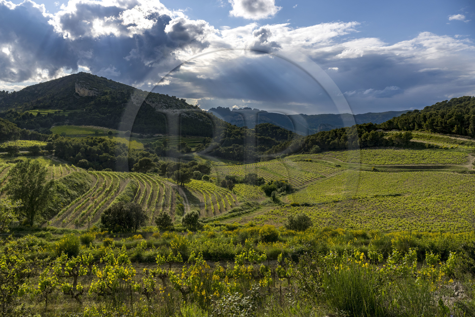 France, Vaucluse (84), Dentelles de Montmirail, le vignoble et la garrigue au pied du village perché de La Roque-Alric et les Dentelles Sarrasines en arrière plan (vue aérienne)