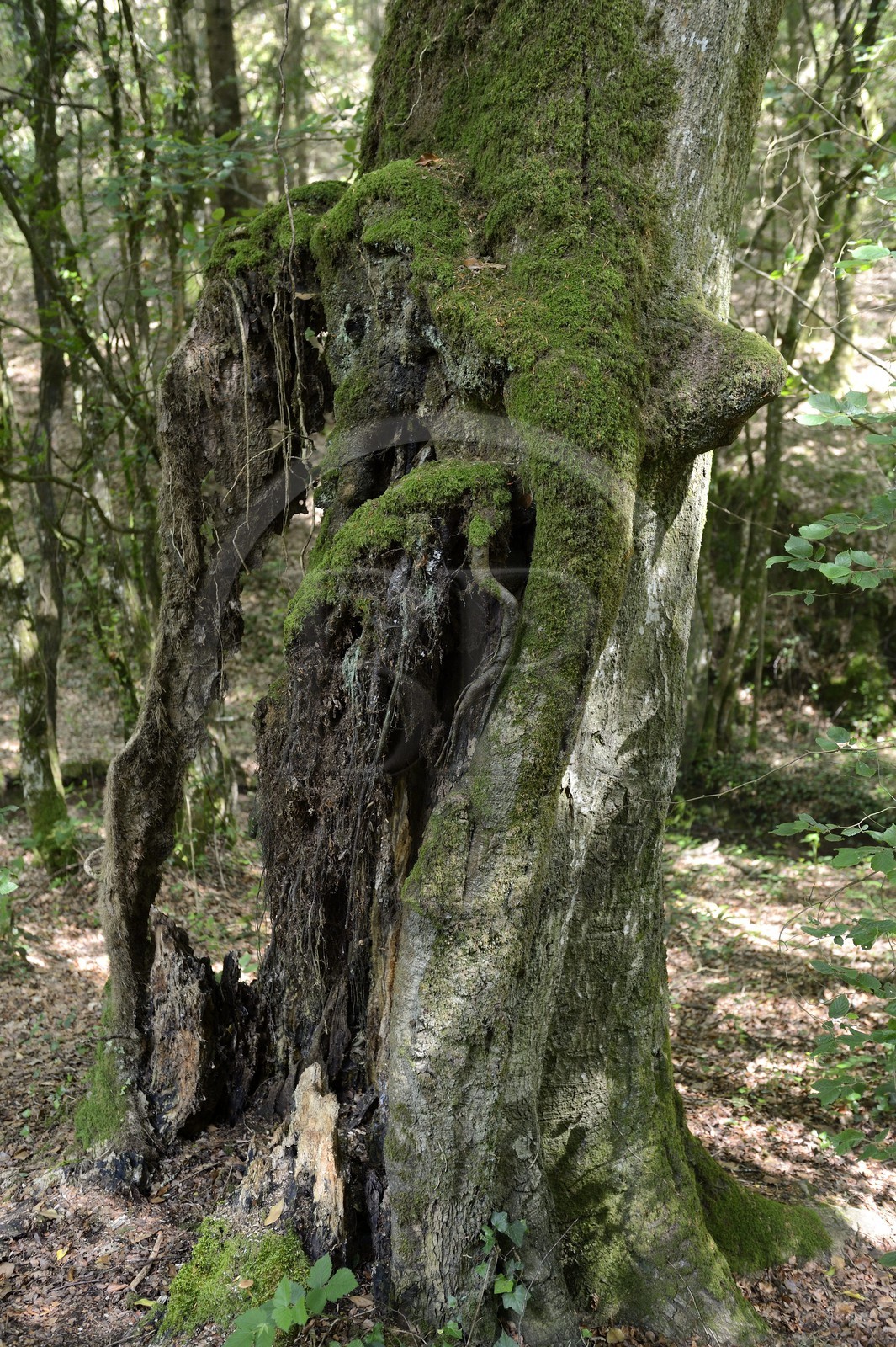 France, Morbihan (56), forêt de Brocéliande, Tréhorenteuc, hêtre multicentenaire dans le Val sans retour