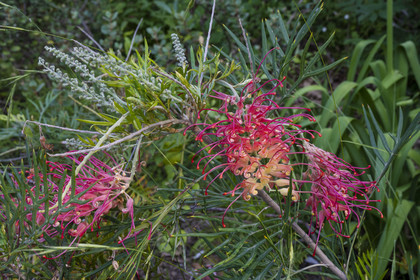 France, Alpes-Maritimes (06), Menton, le jardin Serre de la Madone, Grevillea Mason's Hybrid France, Alpes-Maritimes, Menton, the garden Serre de la Madone, Grevillea Mason's Hybrid